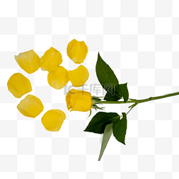 鲜花和花瓣图片_黄玫瑰和花瓣