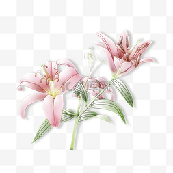 粉色的百合花朵