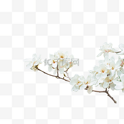 白色花朵树枝图片_白玉兰花朵植物