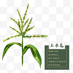 花类中草药水彩图片_玉米花花类中草药水彩花卉植物