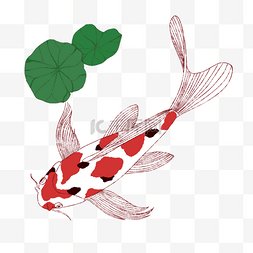 日本手绘锦鲤