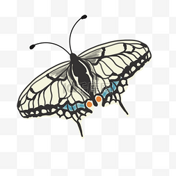 黑白色 蝴蝶 