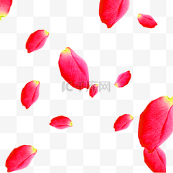 鲜艳红色花瓣