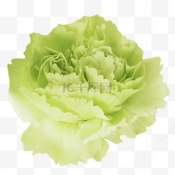 淡绿花朵图片_淡绿色玫瑰花花朵