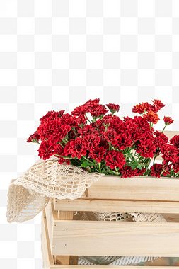 38花卉图片_女神节红色花卉