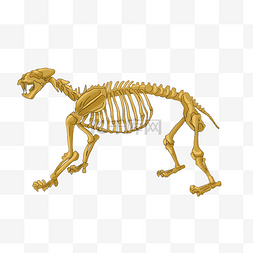 黄色动物骨骼