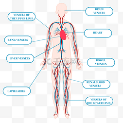 卡通手绘心脏循环系统血管身体插