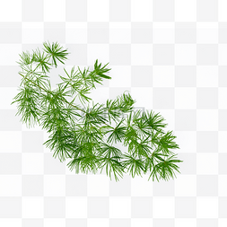 植物针叶图片_绿色蓬莱松松针