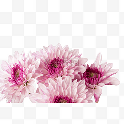 鲜花花瓣粉色图片_粉色小雏菊花朵