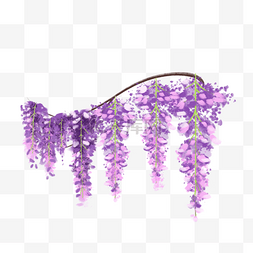 紫色树图片_一树紫藤花