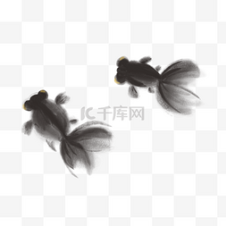 中国画金鱼图片_中国画黑金鱼