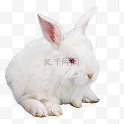 节日复活节图片_动物小白兔