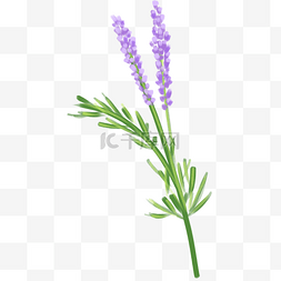 花卉紫色手绘装饰PNG素材