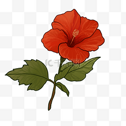 红色花朵植物图片_红色花朵植物