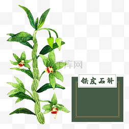 中草药画图片_花类中草药石斛花热带水彩