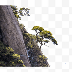 冬天雪松树和山峰