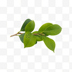 晒干的山茶果图片_绿色山茶植物