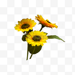 三朵图片_三朵美丽的太阳花