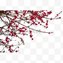 鲜艳的梅花盛开在树枝上