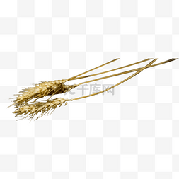 大米稻花香图片_几根美丽的小麦穗