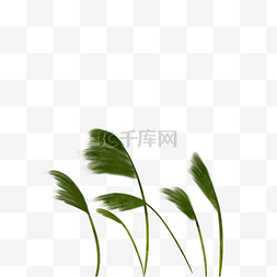 春风吹醒了小麦苗图片_被风吹的绿色芦苇