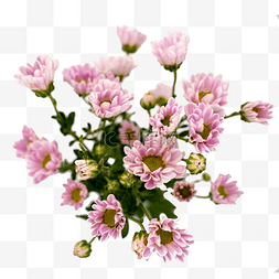 拍摄实物图片_小雏菊菊花粉色鲜花实物拍摄