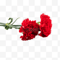 红色康乃馨花朵图片_红色康乃馨鲜花