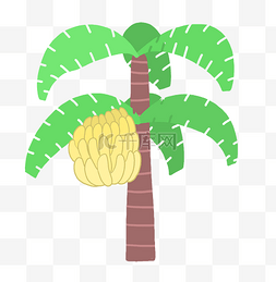 热带芭蕉树图片_绿色热带芭蕉树