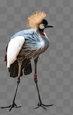 动物灰图片_灰冠鹤鸟类珍稀动物