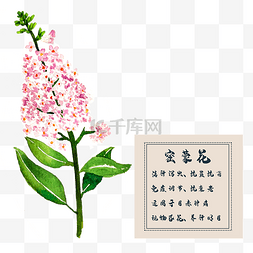 蒙图片_密蒙花花类中草药植物水彩