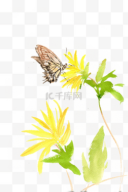 黄花与蝴蝶
