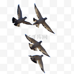 飞翔的和平鸽图片_飞翔的和平鸽鸟儿