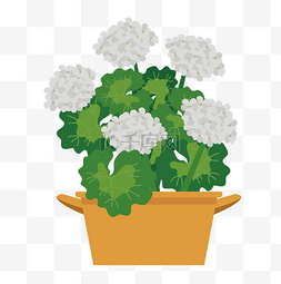 白色花朵盆栽装饰