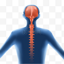 人体系统颈椎骨头