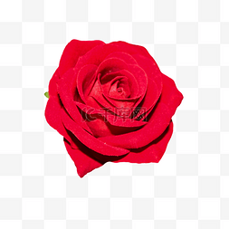 娇艳的大红色玫瑰花