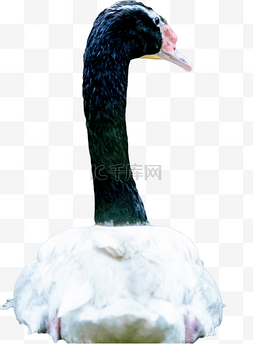 黑颈天鹅珍稀保护动物