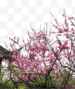 瓦片png图片_屋顶旁盛开这美丽的梅花