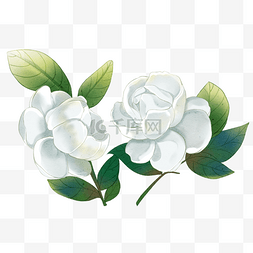 手绘花朵白色图片_白色古典手绘茉莉花