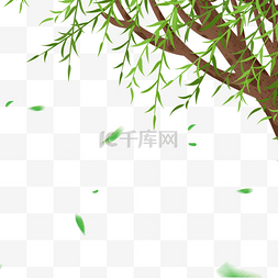 一颗绿色的杨柳树
