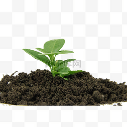 植树节图片_种植有机土壤