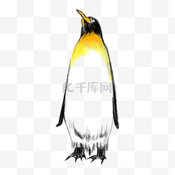 南极水彩企鹅