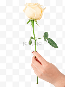 女神节手持白玫瑰