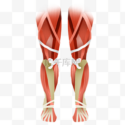 腿部肌肉图片_双腿肌肉结构