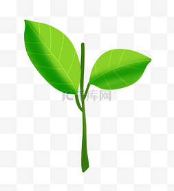 好看的绿叶图片_装饰绿叶植物插画