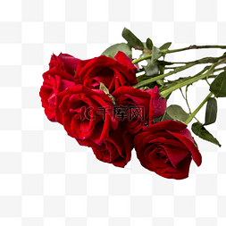 带刺的红玫瑰图片_一束带刺玫瑰花