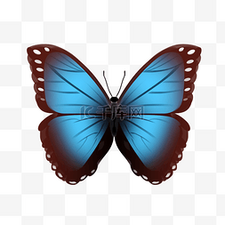 蓝黑色的蝴蝶