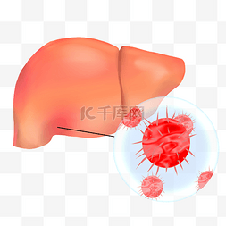 肝脏肝包膜图图片_爱肝护肝肝炎病毒