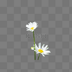 小花朵雏菊图片_白色小菊花夏日花卉