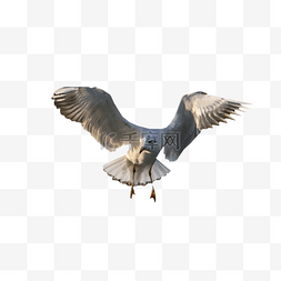 振翅飞翔的海鸟