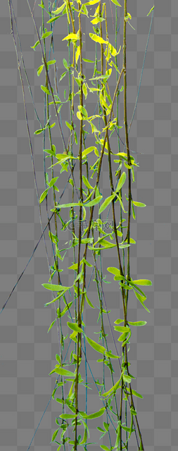 垂下植物图片_垂下的绿色柳条